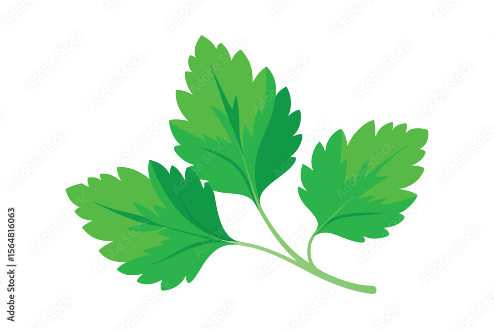 Fototapeta premium Coriander green leaf isolated on white background