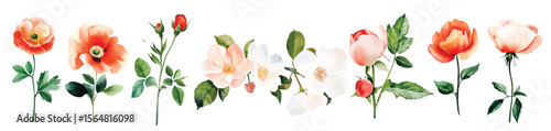 Wild Field flowers Watercolor illustration Botanical collection of garden plants. Set different wild flowers, branches, herbs and leaves for bouquets and other natural elements for cards and invintati