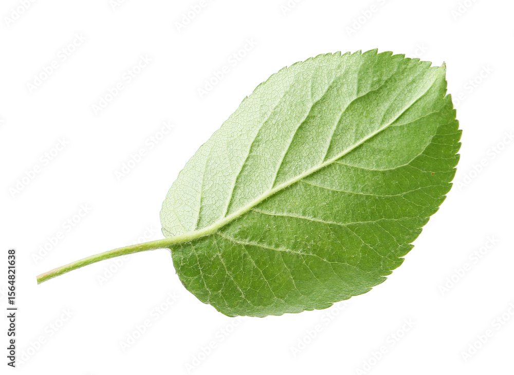 Obraz premium One green apple tree leaf isolated on white
