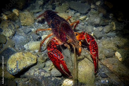 Red swamp crayfish (Procambarus clarkii) in its natural underwater habitat. Close-up view of its vibrant claws and detailed exoskeleton on rocky or vegetated substrate