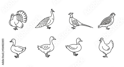 Vector farm birds vector illustration: turkey, peacock, pheasant, quail, goose, duck, and chicken outline set