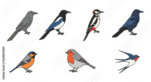 Vector identify common bird species: crow, magpie, woodpecker, robin, bullfinch and swallow bird identification guide