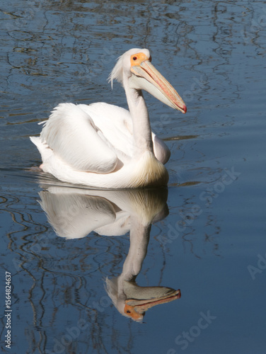 Nature Photography: Graceful White Pelican on Calm Water with Full Reflection

