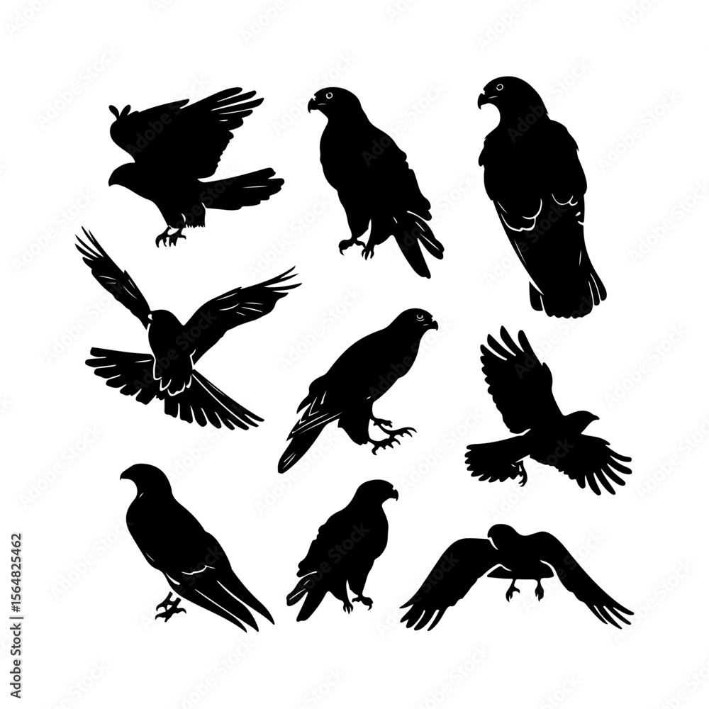 Obraz premium Set of Hawk Bird Silhouettes Solid Style White Background