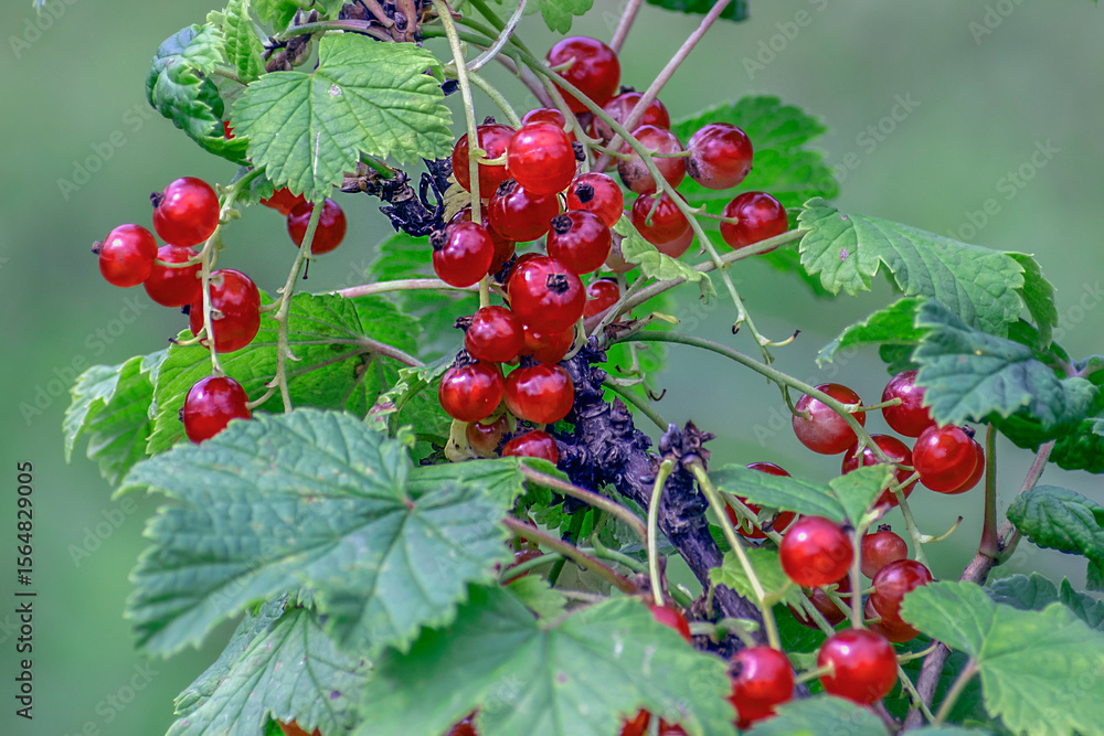 A sprig of red currant with fruits on a summer day A sprig of red currant with fruits on a summer day