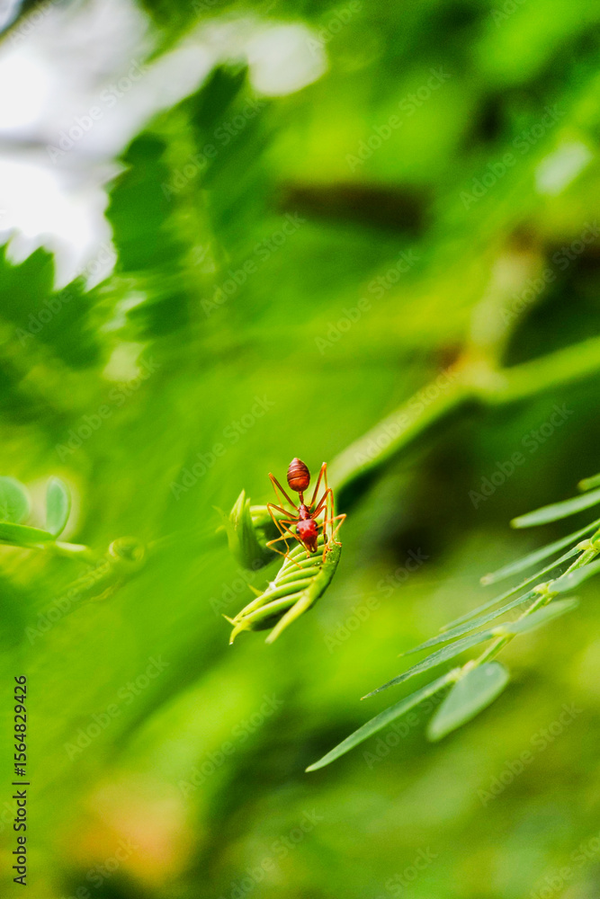 Weaver ants foraging on a tree branch. Photographed close up with a macro lens Weaver ants foraging on a tree branch. Photographed close up with a macro lens