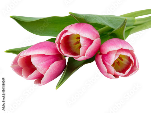 Three delicate pink tulips with green leaves arranged on a black background isolated on transparent background
