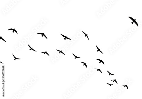 A flock of birds flying in silhouette isolated on transparent background