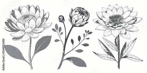 Elegant Monochrome Floral Illustrations Botanical Line Art Prints