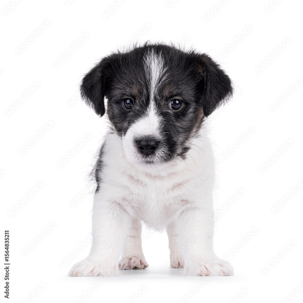 Cute Jack Russell dog puppy, standing up facing front. Looking down and away from camera. Isolated on a white background. Cute Jack Russell dog puppy, standing up facing front. Looking down and away from camera. Isolated on a white background.