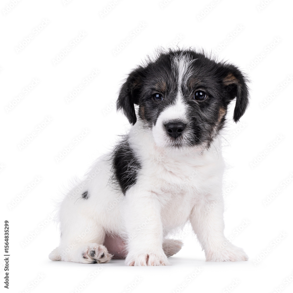 Cute Jack Russell dog puppy, sitting facing front. Looking beside camera. Isolated on a white background. Cute Jack Russell dog puppy, sitting facing front. Looking beside camera. Isolated on a white background.