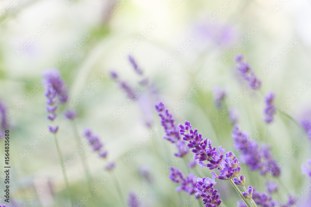 Naklejka premium Lavender blossom - close-up, purple flower, backgrounds, selective focus