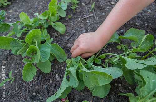 Child's hand harvesting radish from a vegetable garden