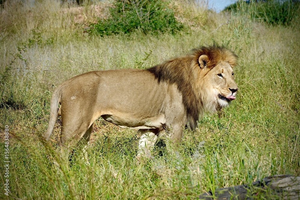 Naklejka premium Side view of male lion standing in tall dry grass in Namibia’s savanna, wildlife scene showing big cat in natural habitat, conservation and safari setting in southern Africa