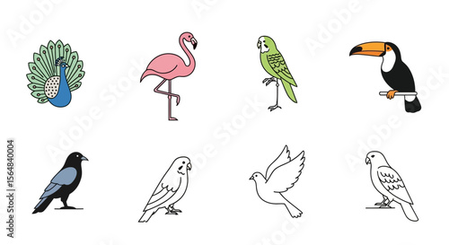 Vector illustration of different bird species including peacock flamingo toucan parrot crow dove and budgerigar bird art
