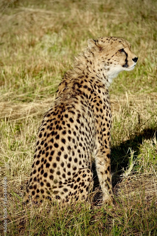 Side view of a cheetah sitting alert in dry grass, showing its spotted coat and lean body. Captures the grace and vigilance of Africa’s fastest land predator in its natural habitat. Side view of a cheetah sitting alert in dry grass, showing its spotted coat and lean body. Captures the grace and vigilance of Africa’s fastest land predator in its natural habitat.