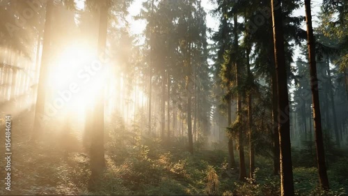 Sunlight shining through misty forest trees in early morning  