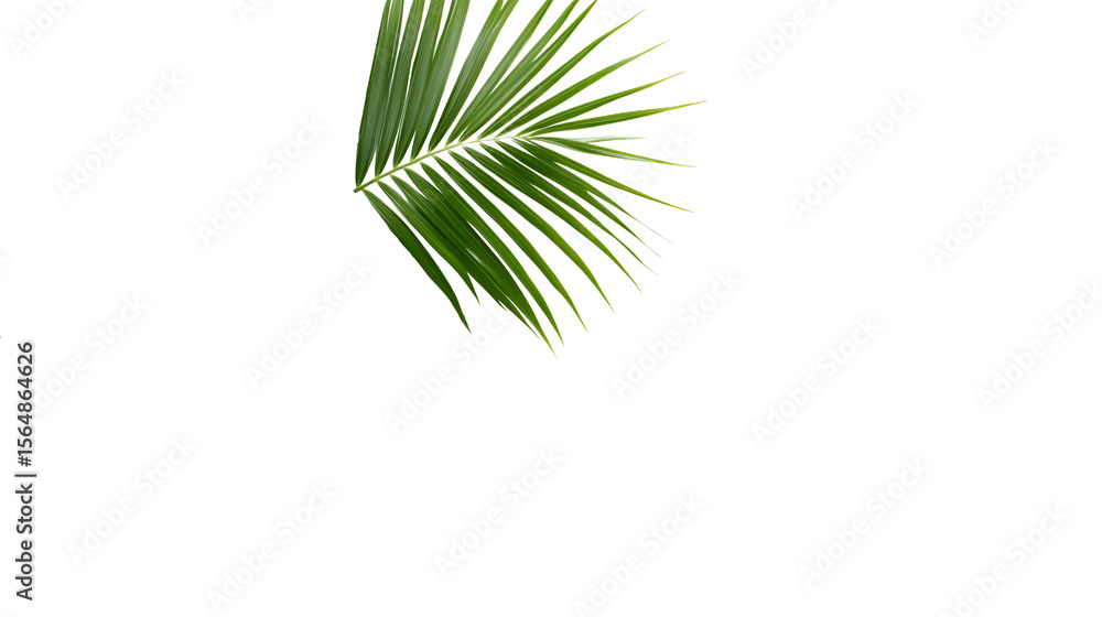 Fototapeta premium Green palm leaves on a transparent background, close up view. Tropical foliage banner with copy space