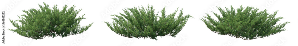 Fototapeta premium Juniperus sabina (the savin juniper or savin) low-growing, spreading evergreen shrub isolated png on a transparent background premium cutout