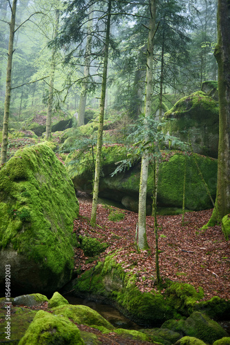 Lush green forest with moss-covered rocks and tall trees in a serene, misty atmosphere. Black Forest, Germany