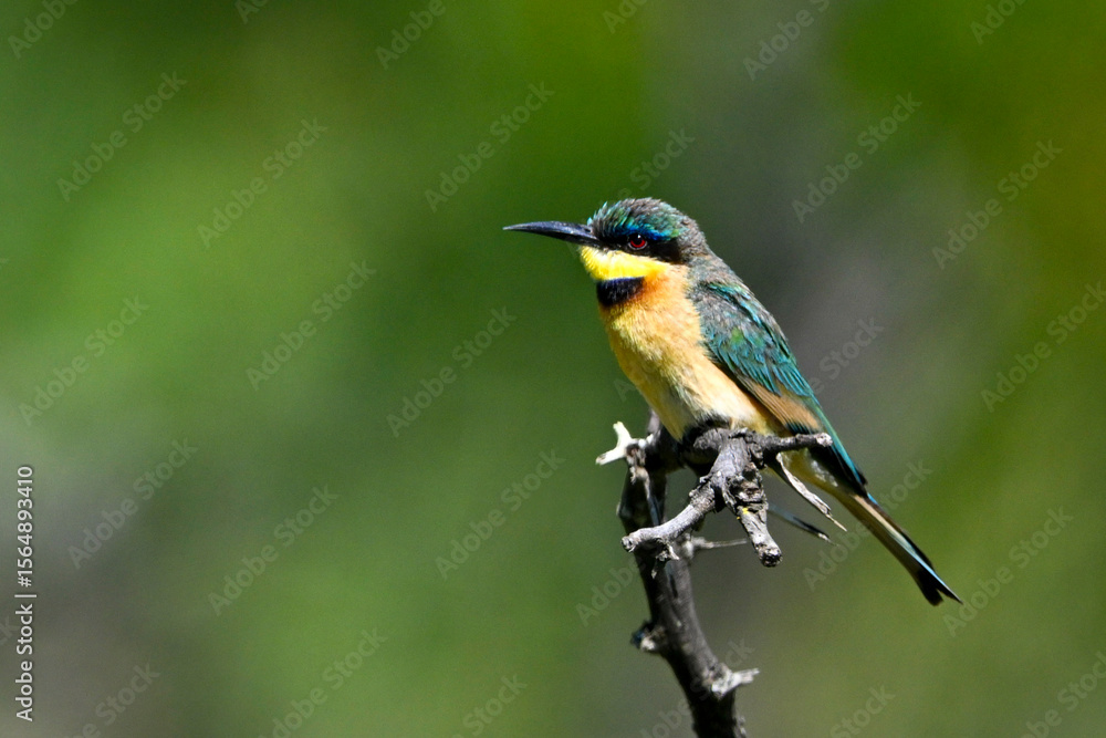Colorful little bee-eater perched on a thin branch against a blurred green background. Laikipia, Kenya Colorful little bee-eater perched on a thin branch against a blurred green background. Laikipia, Kenya