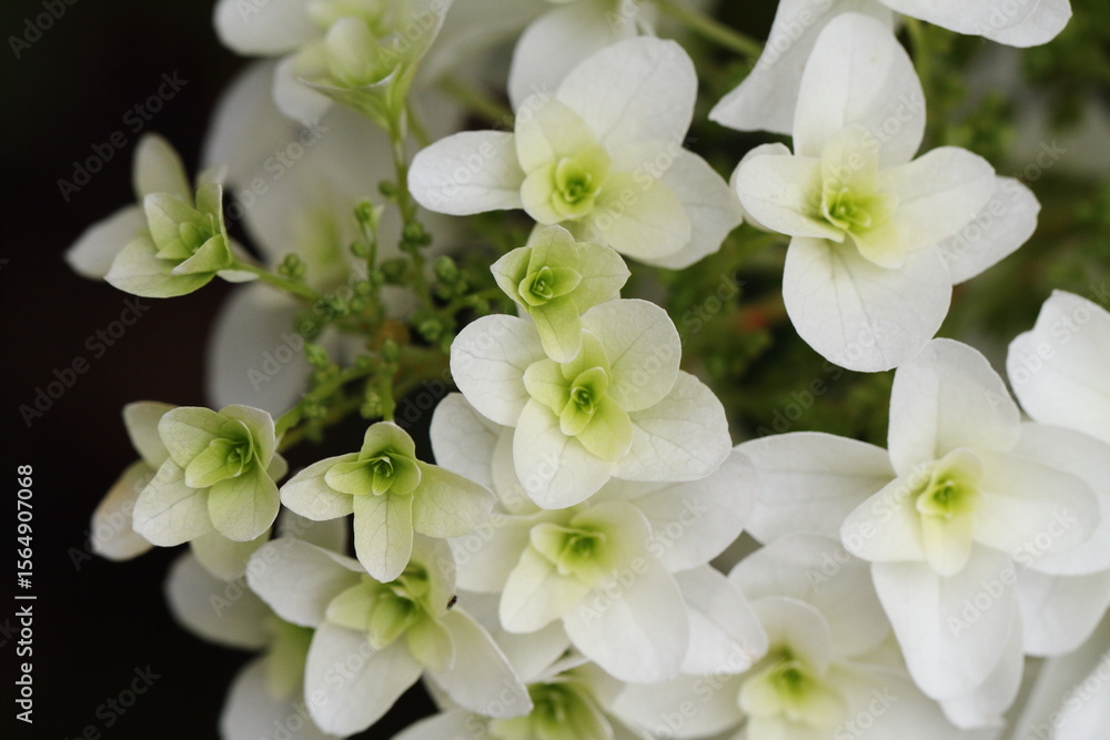 Obraz premium 白い紫陽花