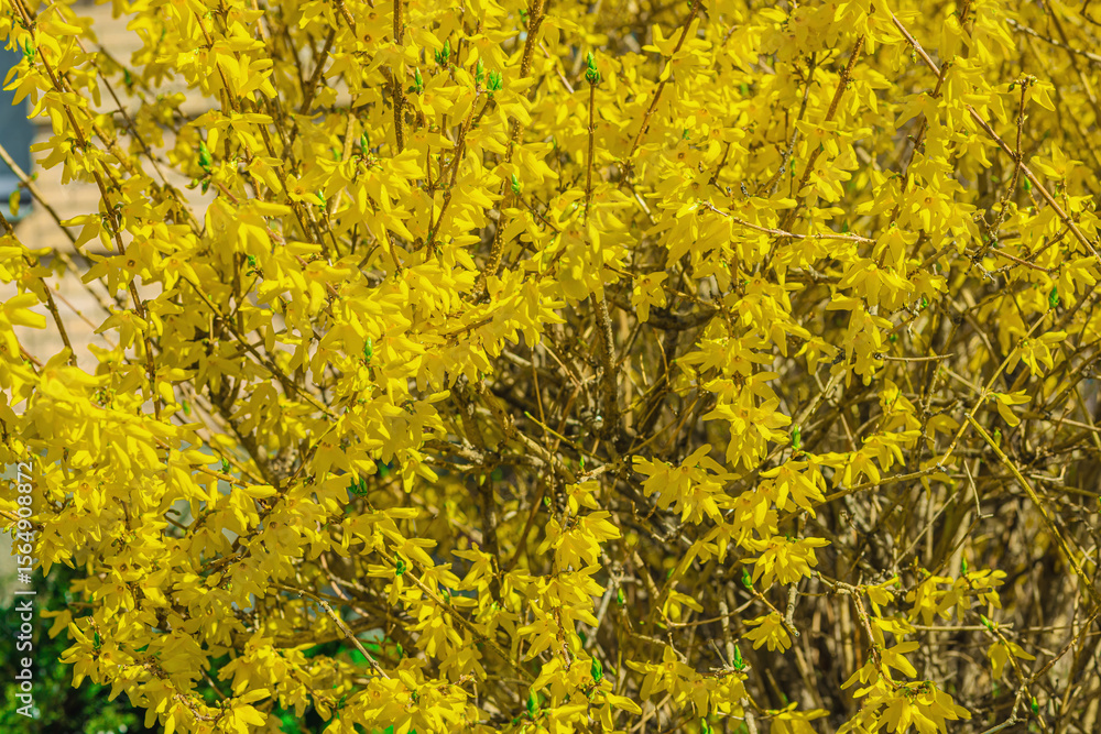 Blooming forsythia in a spring garden within the city. Macro shot of colorful flowers and petals Blooming forsythia in a spring garden within the city. Macro shot of colorful flowers and petals