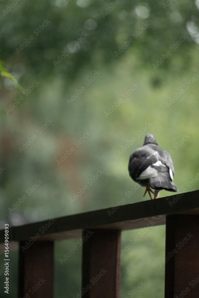 Obraz premium seagull on a fence