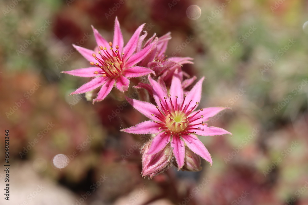 Fototapeta premium Sempervivum Illusion rojnik