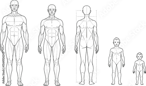 Human anatomy vector illustration showing male front and back view, child and baby development stages, medical reference, body proportions chart. flat vector illustration
