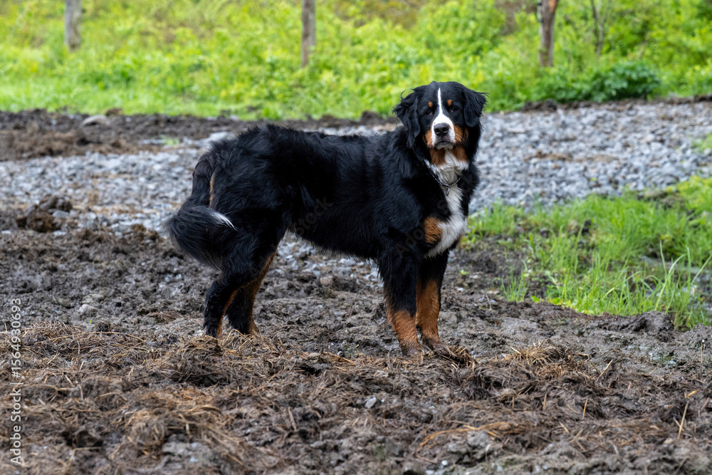 A beautiful mountain dog playing in the mud A beautiful mountain dog playing in the mud