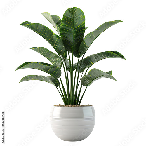 Decorative Potted Plant with Dense Foliage in Modern Pot Isolated on Transparent or White Background, PNG