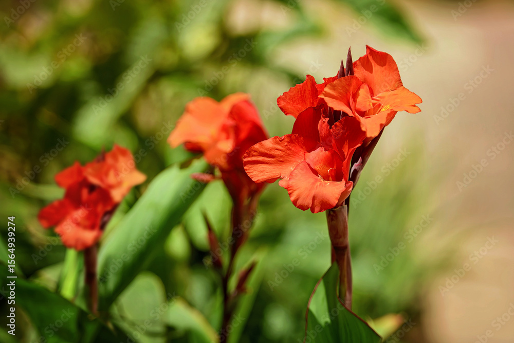Obraz premium Close-up of vivid red Canna Lily flowers blooming in a sunny summer garden. Soft bokeh and green foliage in the background highlight the rich color and petal texture.