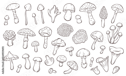 Big collection of various mushroom line art style for coloring book and botanical study. Perfect for education forest theme, natural science and toxic specie reference on white background.