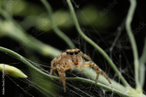 A close-up photograph a jumping spider, Plexippus paykulli, perched on its silk thread and nearby vegetation.Spider is characterized by its large, forward-facing eyes arranged in a distinctive pattern