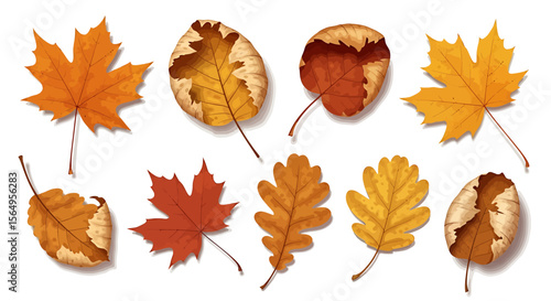 Autumn leaves collection illustration