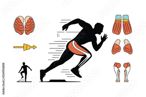 Runner muscles and anatomy diagrams silhouette