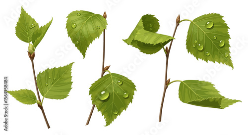Fresh birch leaves with dew drops