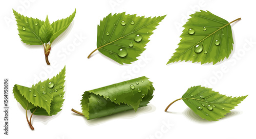 Green birch leaves illustration