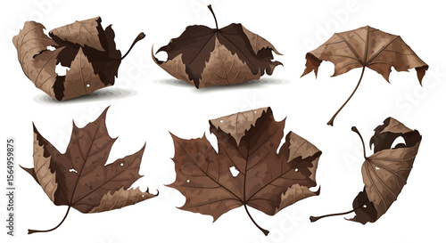 Set of dried maple leaves
