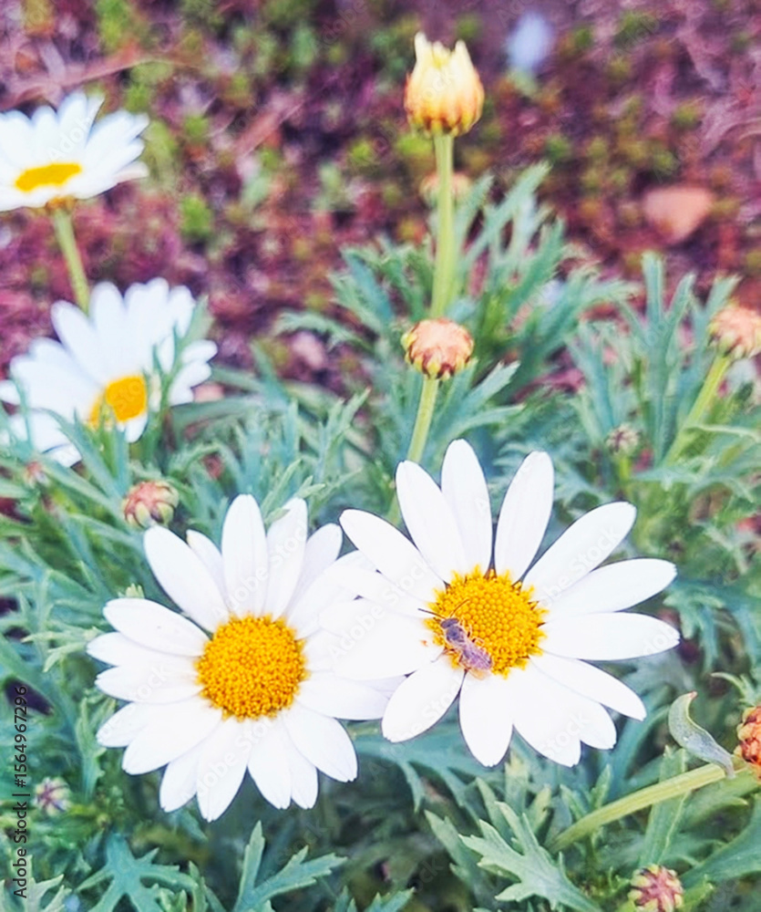 Obraz premium flower nature.jpg