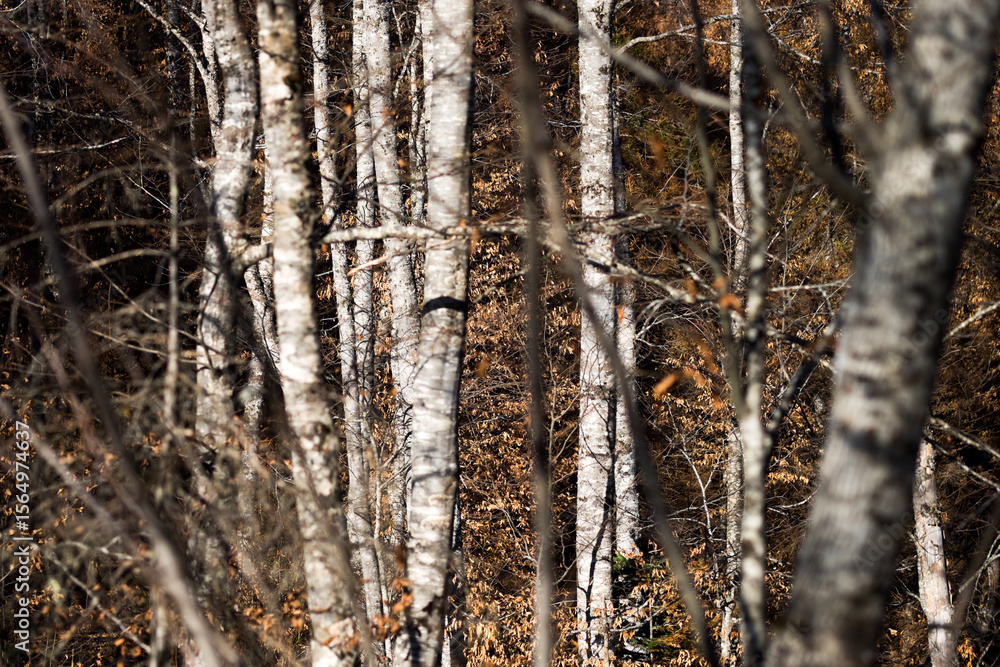 Obraz premium Sunlit Pine Trees in Dense Mountain Forest