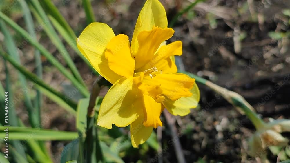 Blooming of daffodil flower close-up. A blossoming narcissus flower with yellow petals on a green stem with leaves growing in the ground on a sunny spring day. Selection breeding of flowers. Nature Blooming of daffodil flower close-up. A blossoming narcissus flower with yellow petals on a green stem with leaves growing in the ground on a sunny spring day. Selection breeding of flowers. Nature