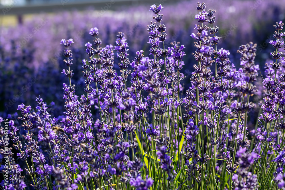 Naklejka premium Lavender background. Blooming fragrant flowers for aromatherapy and natural beauty products. Field of purple lavender blossoms