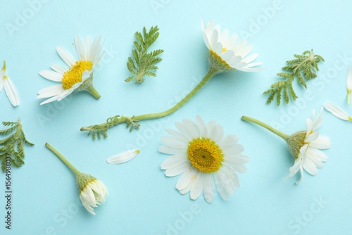 Beautiful chamomile flowers and green leaves on light blue background, flat lay