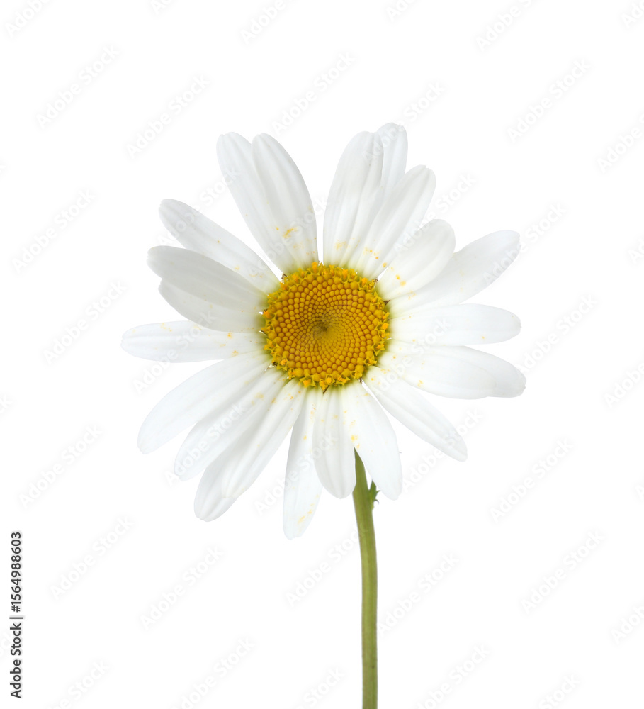 Fototapeta premium One beautiful chamomile flower isolated on white