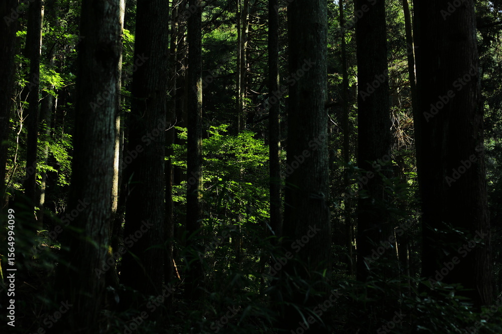 Obraz premium 岐阜県本巣市の森の中の緑