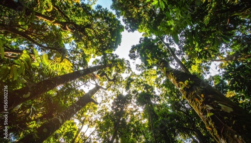 Forest canopy view Tall trees reach skyward, leaves illuminated by sunlight, creating a vibrant green space
