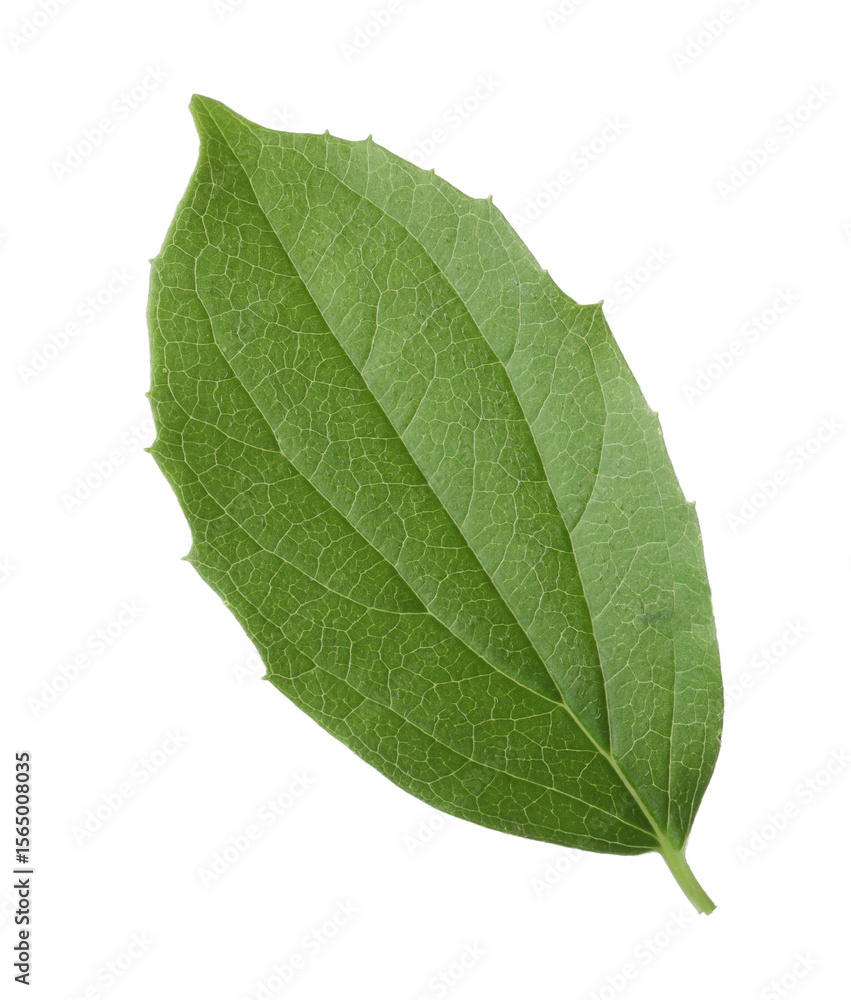 Obraz premium One green jasmine leaf isolated on white