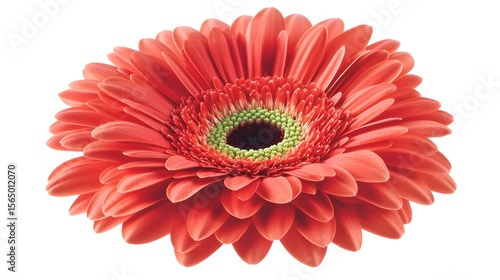 Vibrant Coral Gerbera Daisy Flower Bloom Closeup